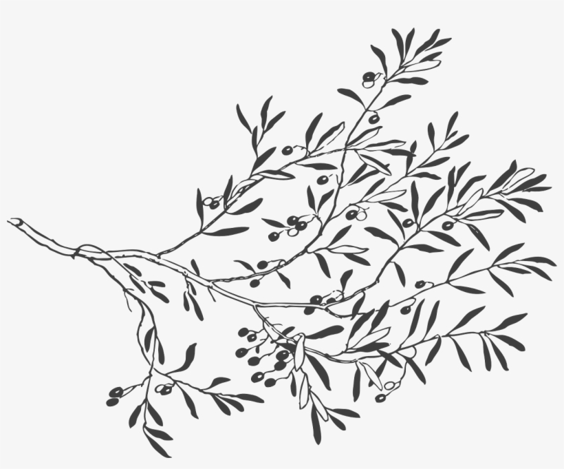 How To Set Use Grey Olive Branch Clipart, transparent png #1608224