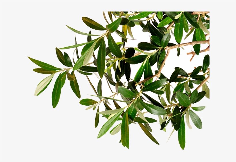 Go To Image - Olive Tree Branch Png, transparent png #1608290