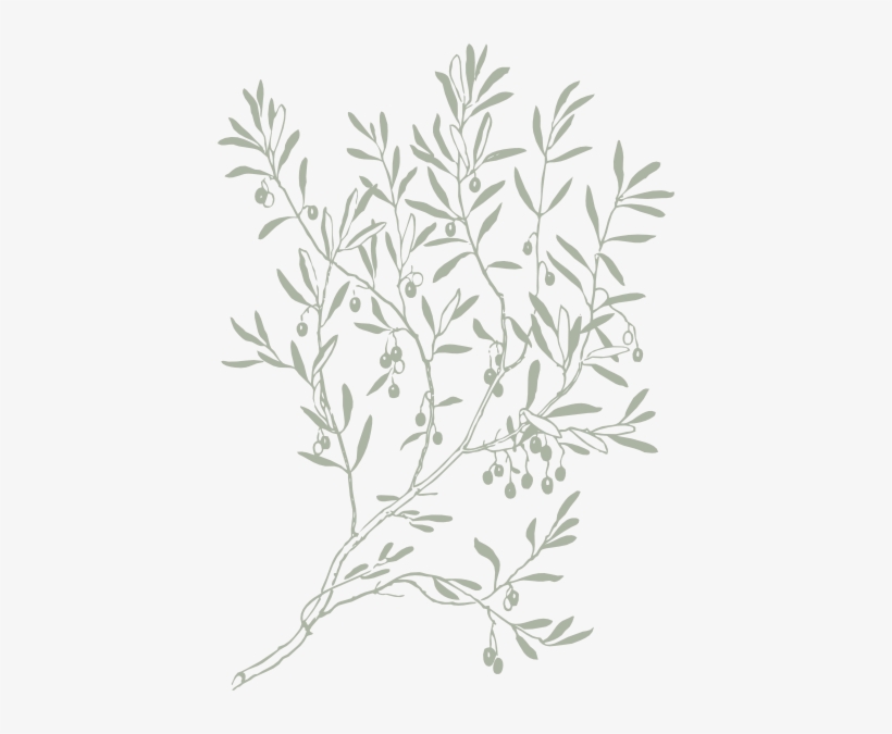 How To Set Use Olive Branch Shaded Clipart, transparent png #1608412