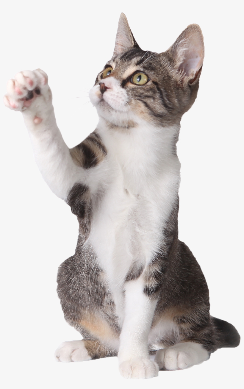 Cat Pointing Up - Cat Pointing At Something, transparent png #1608476