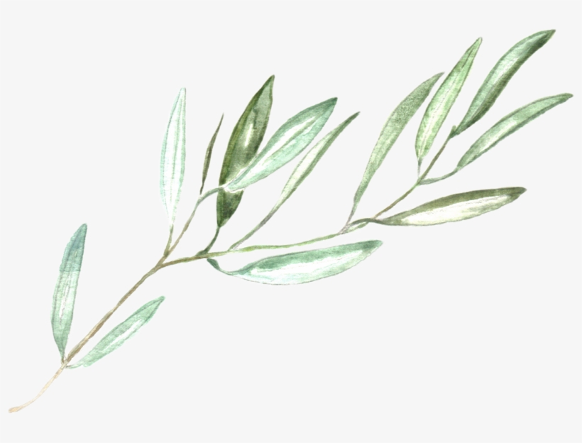 Olive Branch Wedding Invitations, transparent png #1608495