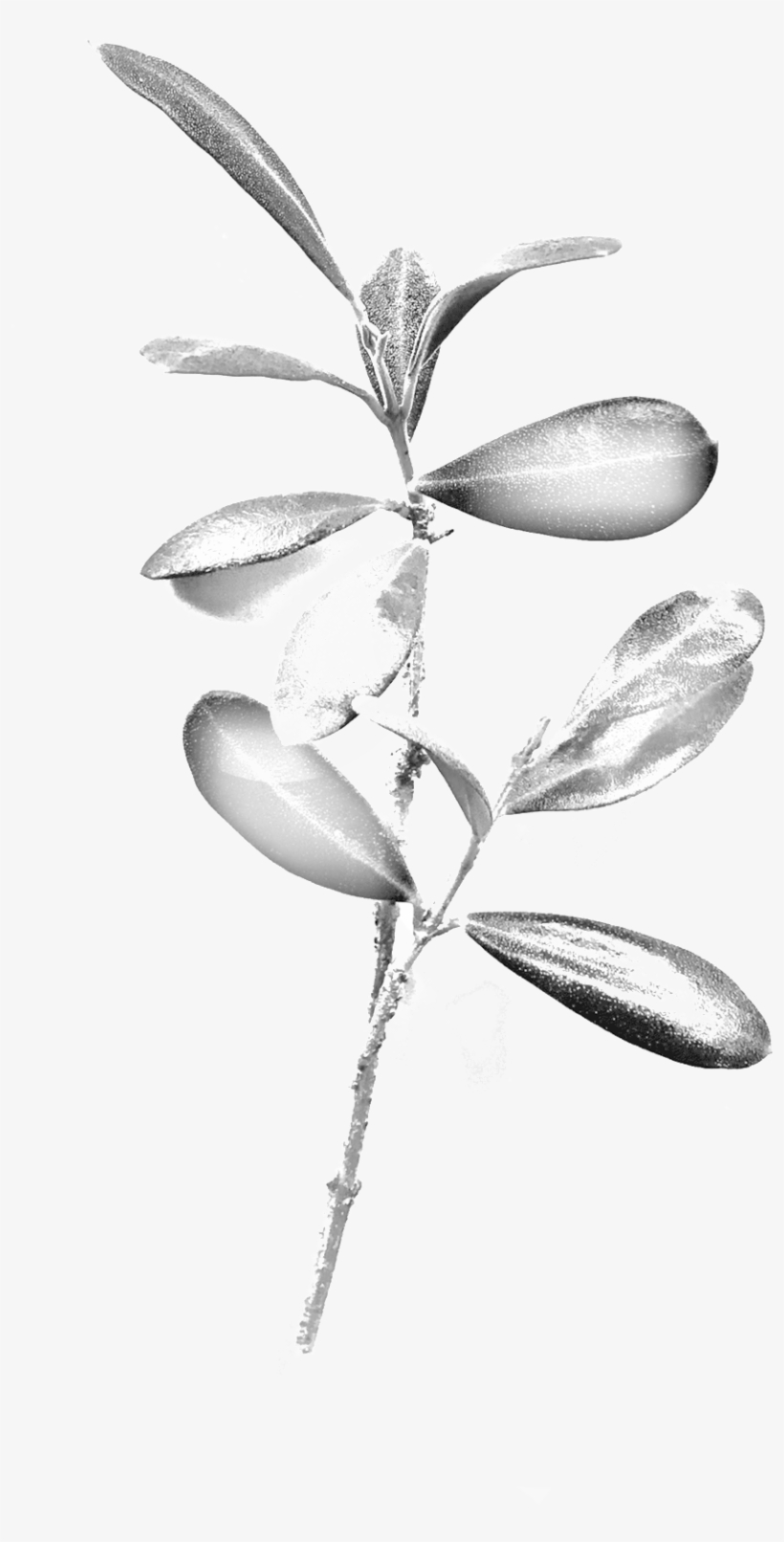 Olive Branch - Portable Network Graphics, transparent png #1608608