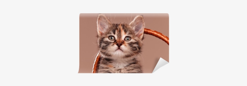 Tabby Cat, transparent png #1608672