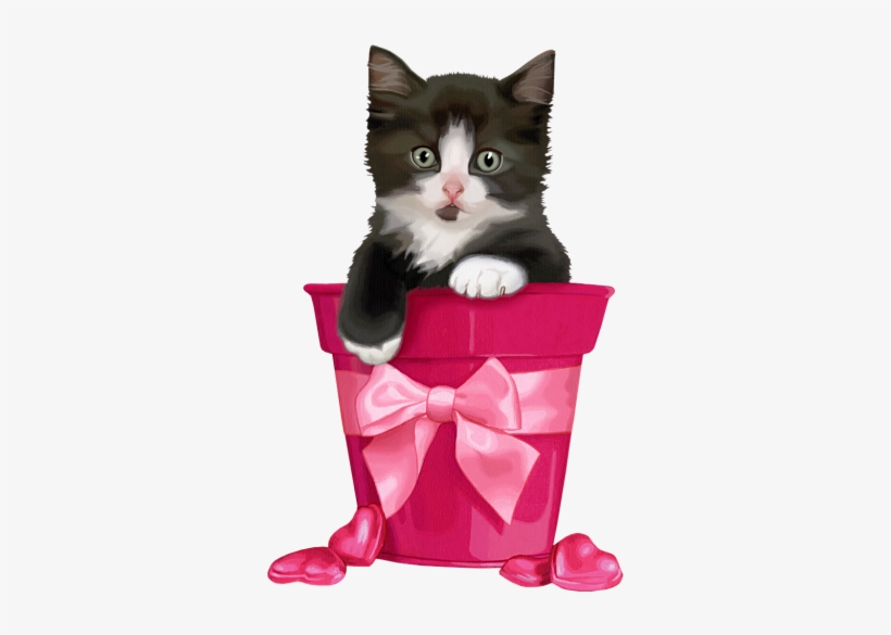 Gatti Tubes Per Grafica In Png - Шки Png, transparent png #1608779