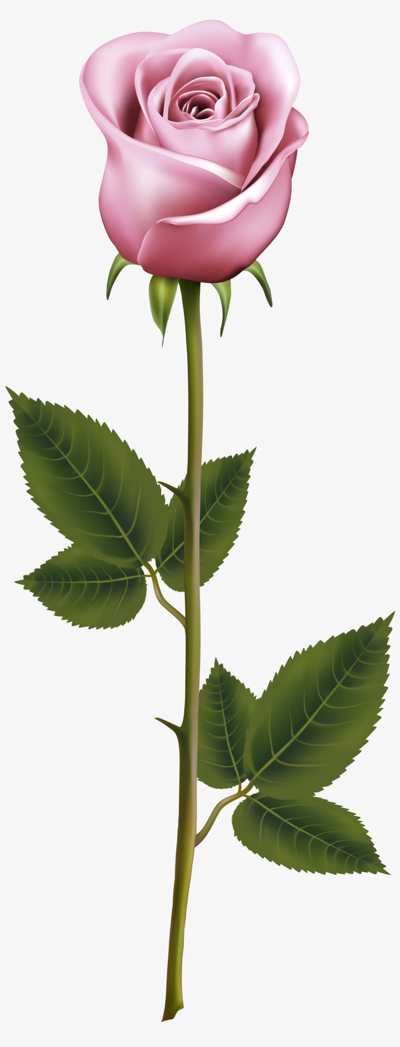 Watercolor Winter Flowers, Flowers Clipart, Winter - Rose With Stem Png, transparent png #1609604