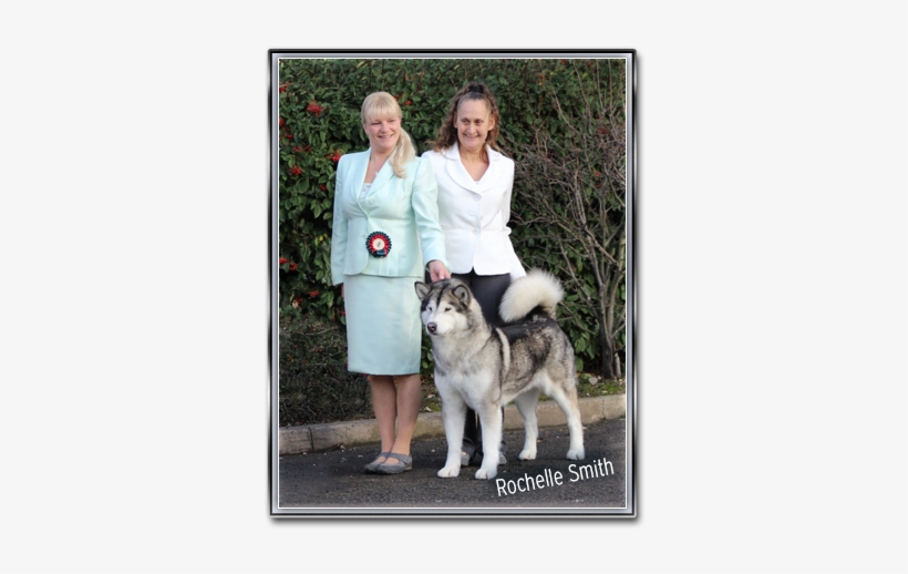 Norwegian Elkhound, transparent png #1609926
