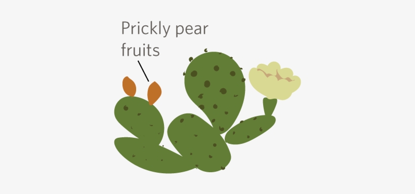 A Familiar Cactus Is The Prickly Pear , Which Has Flat - Eastern Prickly Pear, transparent png #1610187