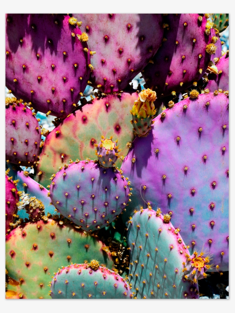 Rainbow Cactus Art Print By Justina Blakeney® - Rainbow Cactus, transparent png #1610632
