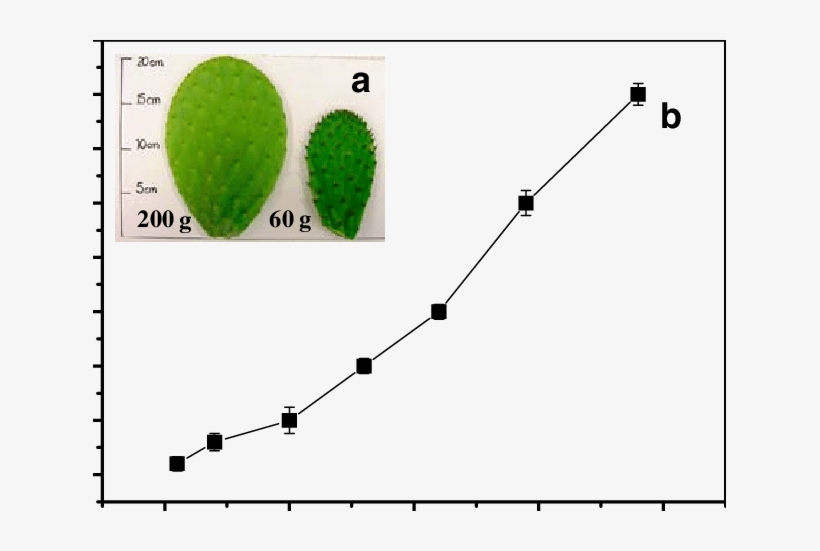 A Nopal Pads Of 200 And 60 G Of Weight, B Changes In - Nopal, transparent png #1610698
