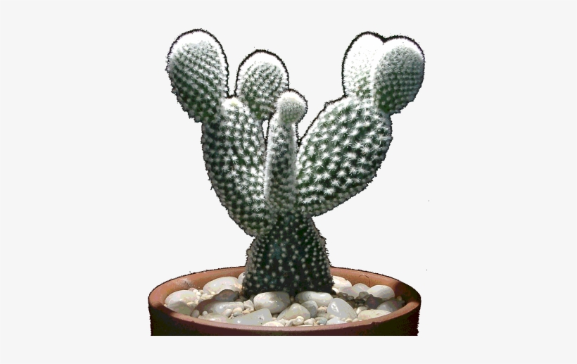Opuntia 1 - White Angel Wings Cactus, transparent png #1610811