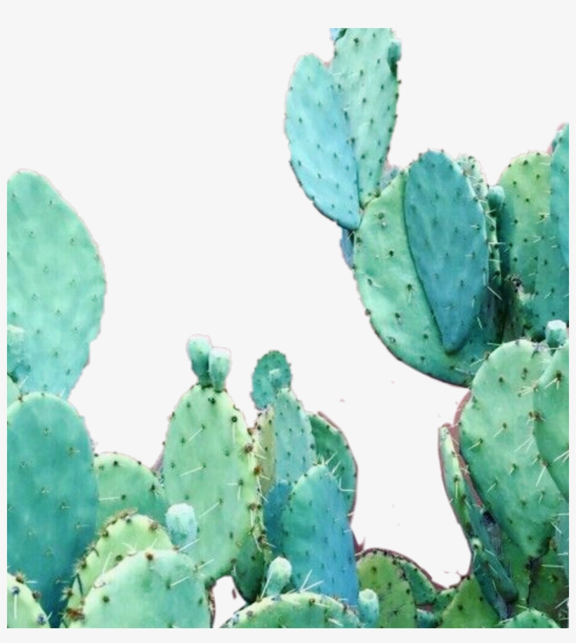 Aesthetic Cactus Wallpaper Iphone, transparent png #1610856