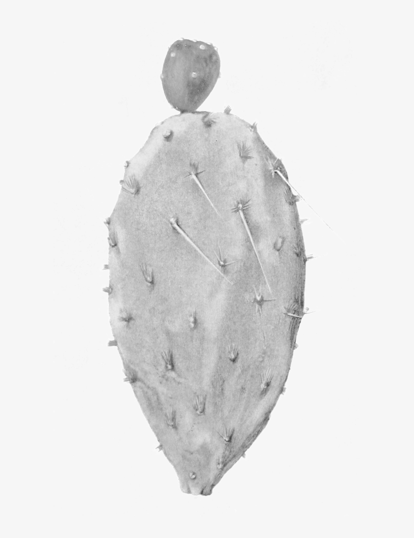 Pricklypear - Cactus, transparent png #1611336