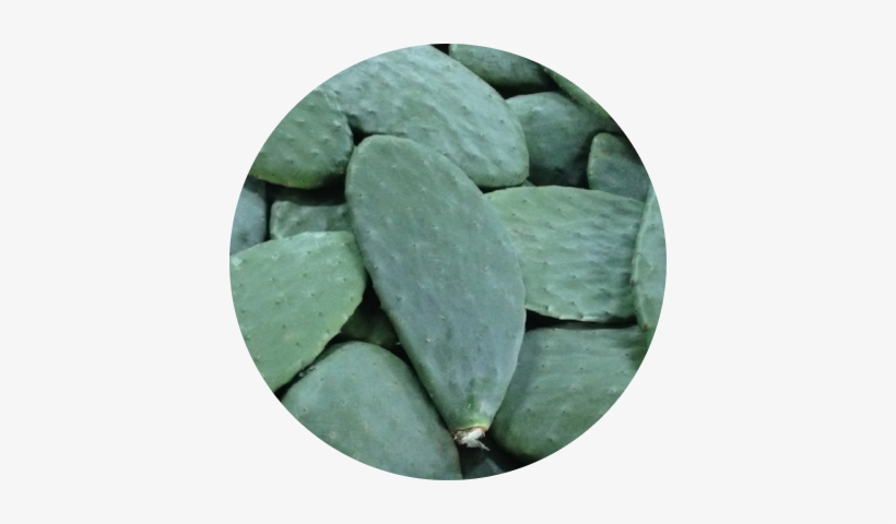 Palmas Home - Prickly Pear, transparent png #1611372