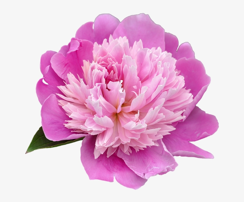 Peony Png Transparent Picture - Peony Png, transparent png #1611680