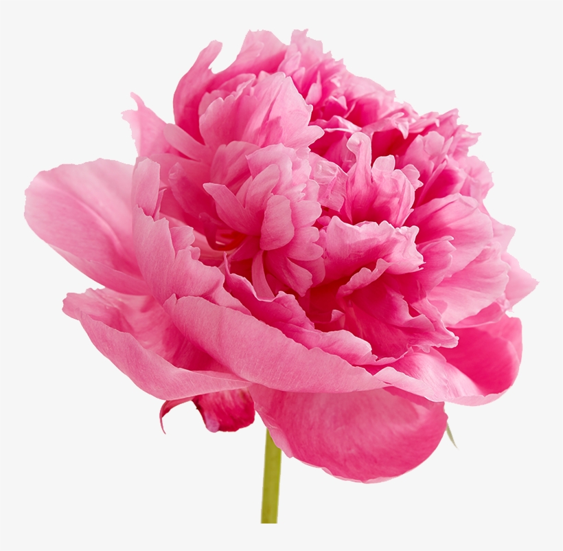 Peonies Png Image - Peonies Png, transparent png #1611719