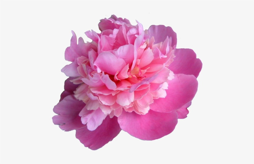 Transparent Banner Black And White - Peony Transparent, transparent png #1611786