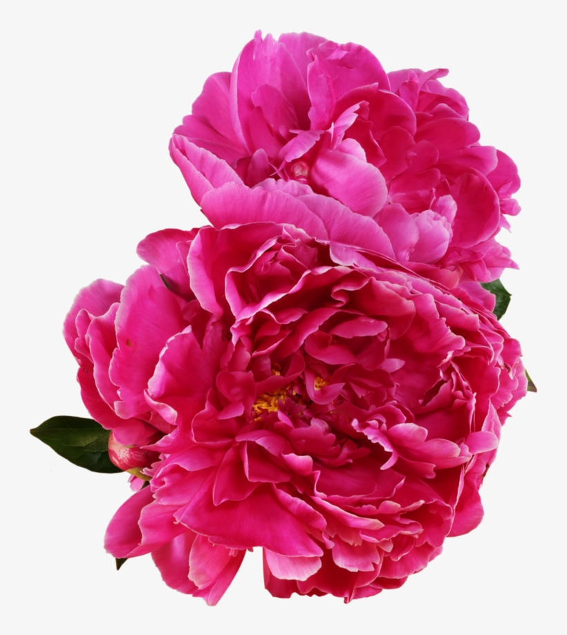 Peony Outline Png Vector Royalty Free Download - Burgundy Peonies Png, transparent png #1611806