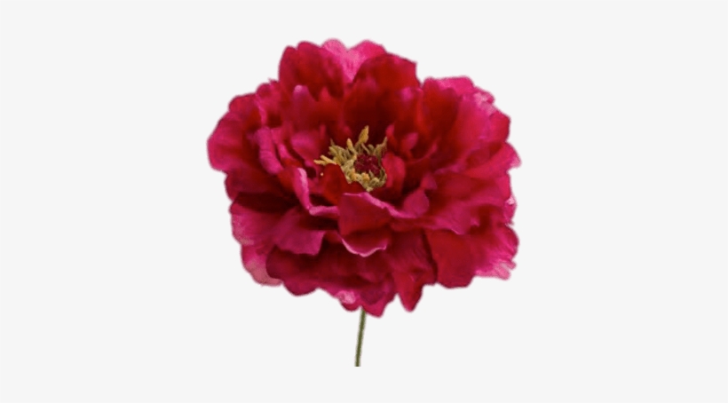 Red Peonies Flowers Png, transparent png #1611851