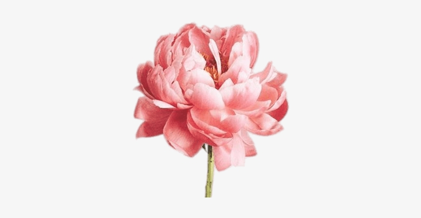 Single Pink Peony - Craftsbyalexseger Nature Plugs (6g-7/8" And Stud Earrings, transparent png #1611910
