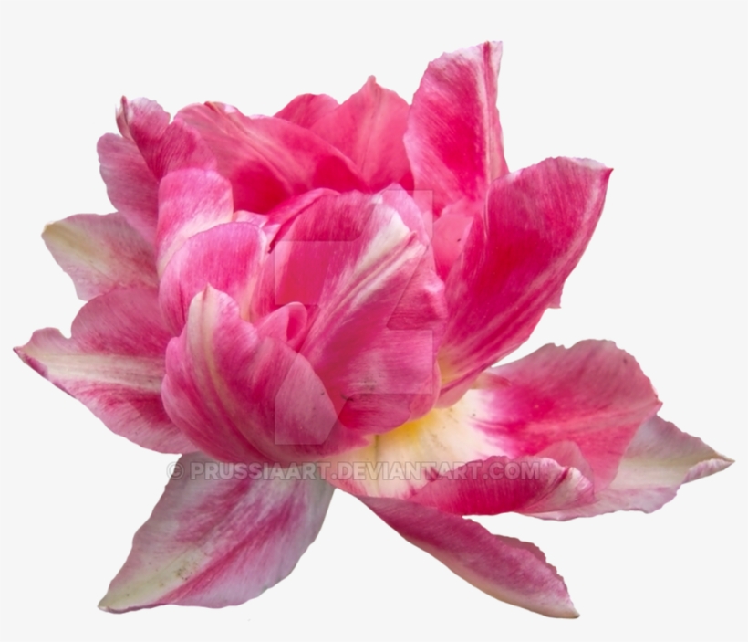 Artificial Flower, transparent png #1612246