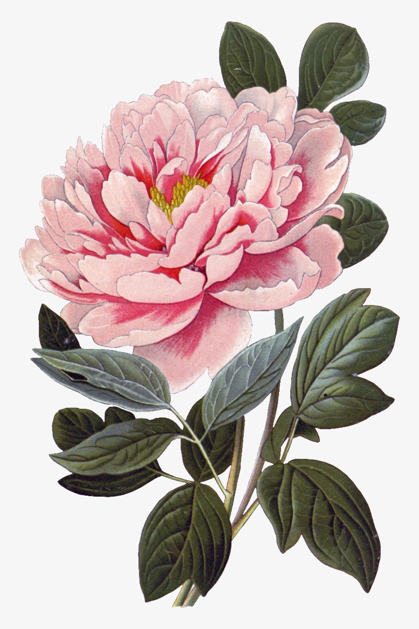 Pink Peony Flower Physical Element Design - Vintage Scientific Flower Poster, transparent png #1612334