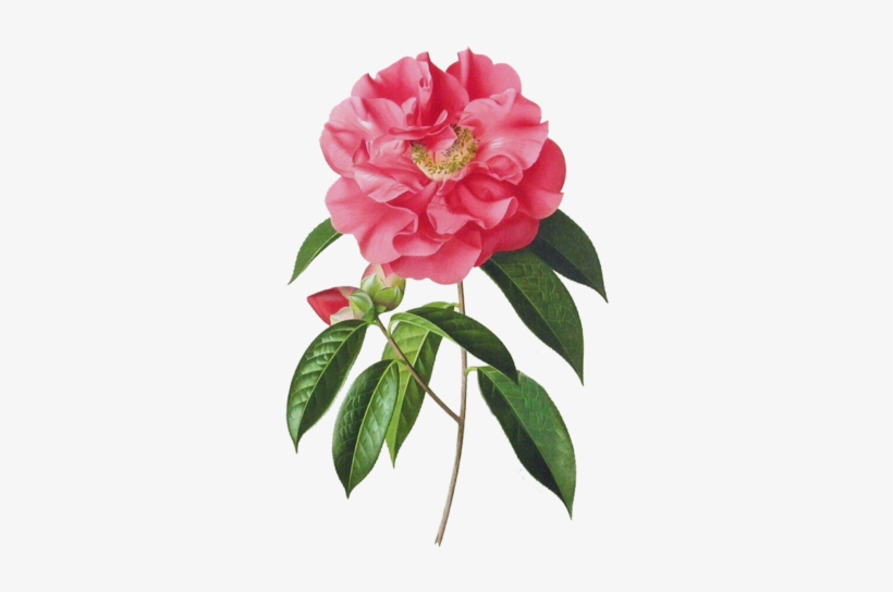 Clip Transparent Camellia Drawing Peony - Botanical Camellia Paintings, transparent png #1612385