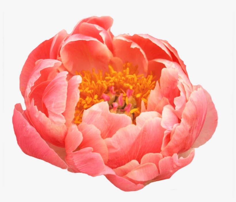 Peony Coral, transparent png #1612425