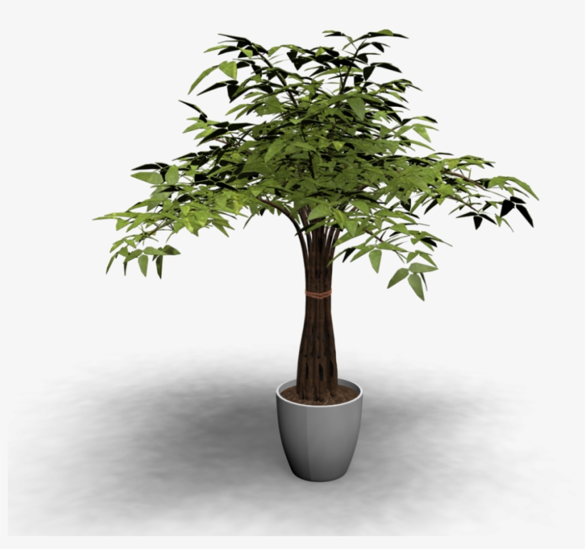Indoor Plant - Baum In Topf, transparent png #1612512