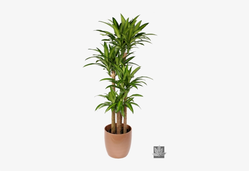 #plantinterscapes #interiorplants #plants #interiordecor - House Plants Uk, transparent png #1612540