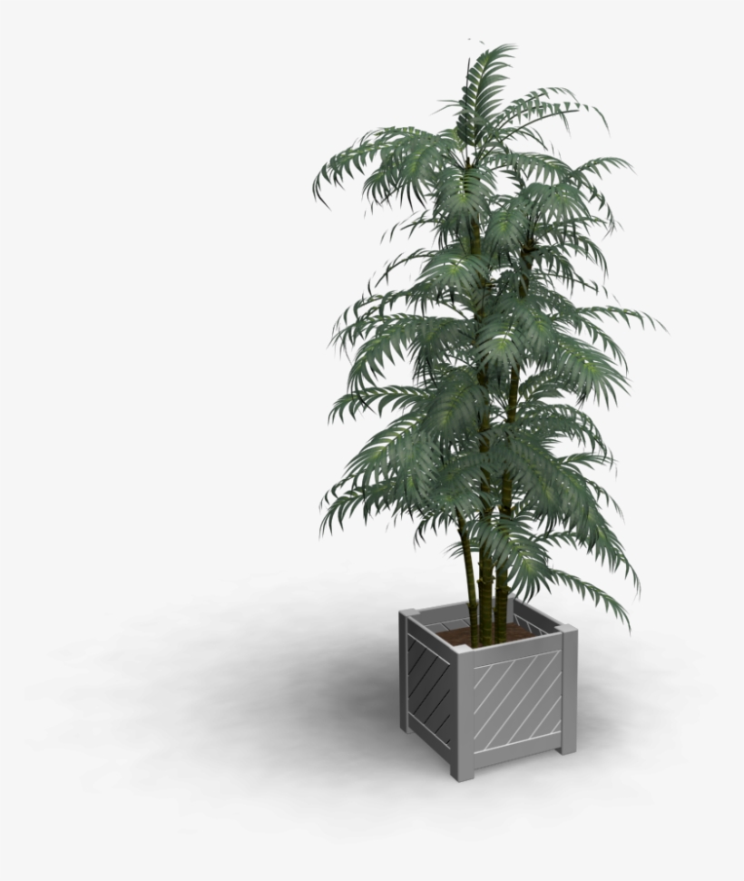 Indoor Plant - Bonsai, transparent png #1612598