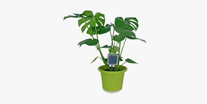 Soil Moisture - Humidity Sensor Plants, transparent png #1612626