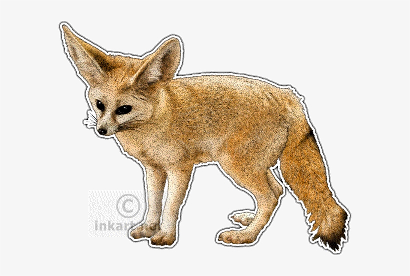 Desert Fox Png - Fennec Fox Throw Blanket, transparent png #1612658