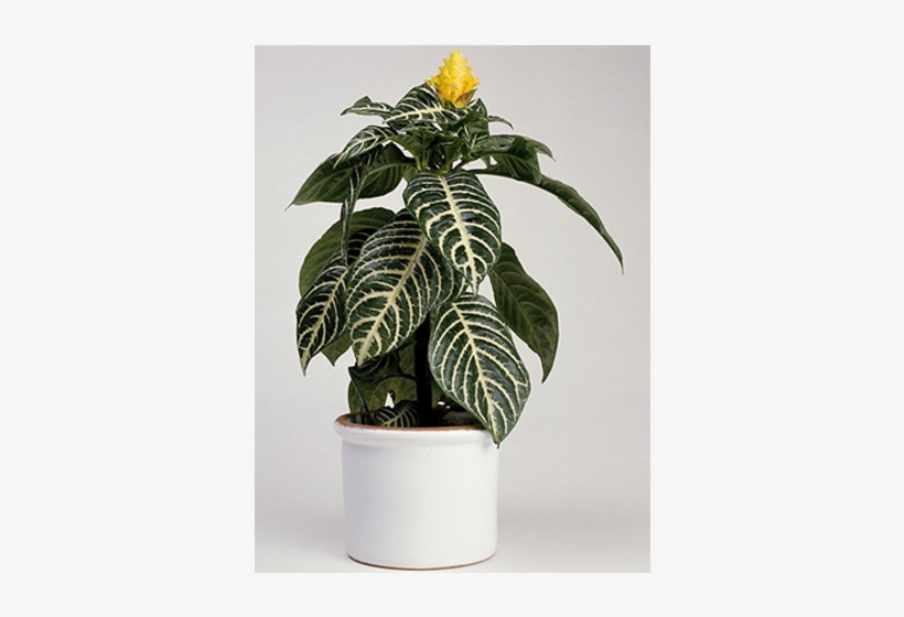 Indoor Plants - Zebra-plant, transparent png #1612681