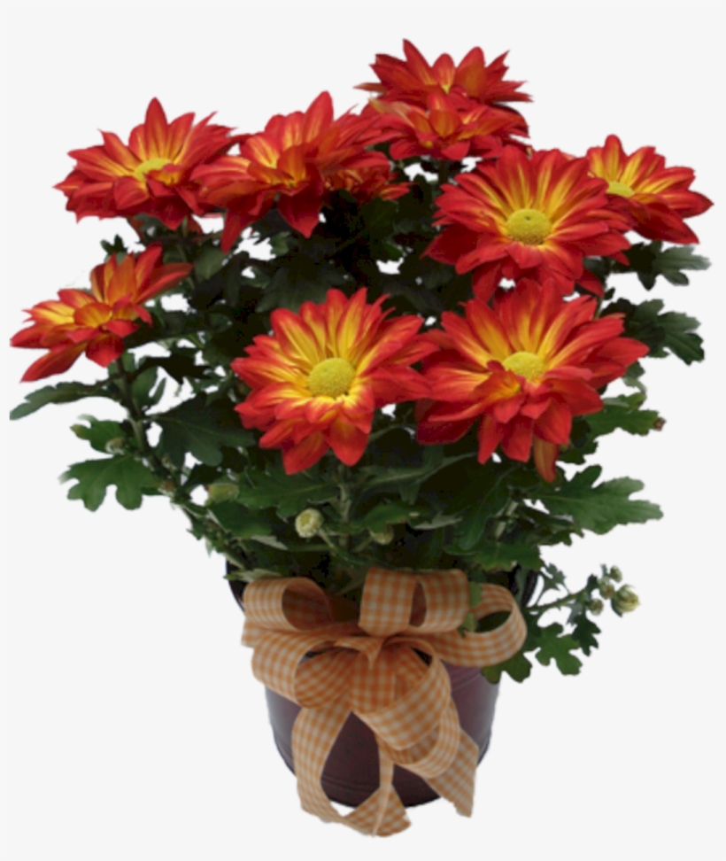 Indoor Plant Garden Mums - Arranjos De Flores Atual Do Dias Das Maes, transparent png #1612735