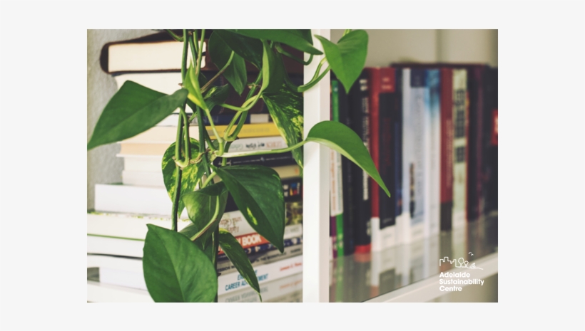 Indoorplants - Ideas Colgante Para Plantas, transparent png #1612783