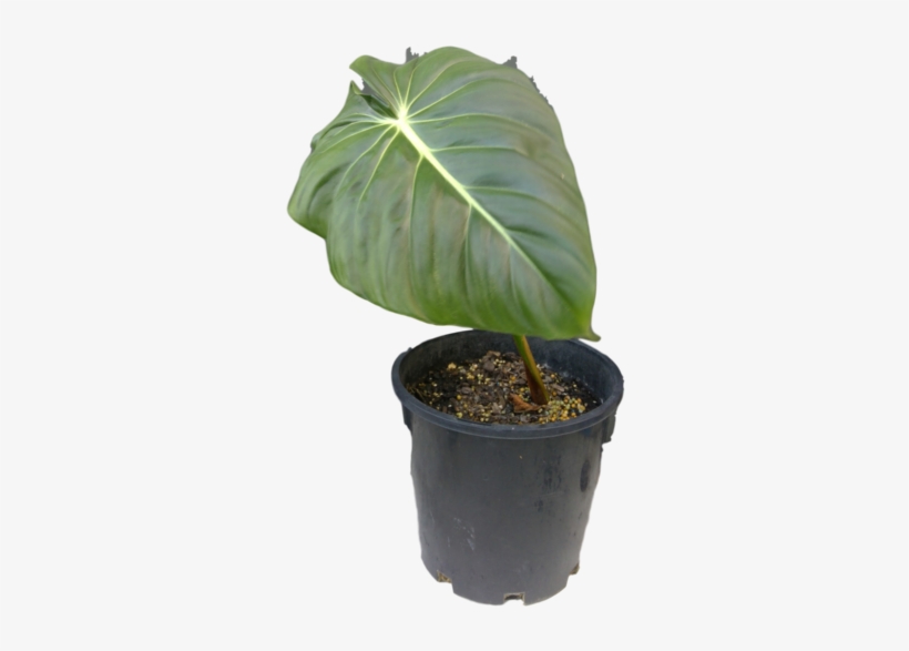 Philodendron Pastazanum Philodendron Pastazanum - Philodendron, transparent png #1613184