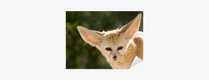 Books On Fennec Fox, transparent png #1613207