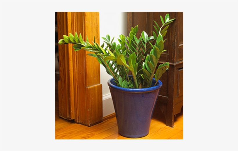 Indoor Plants - Zee Zee Plant, transparent png #1613247