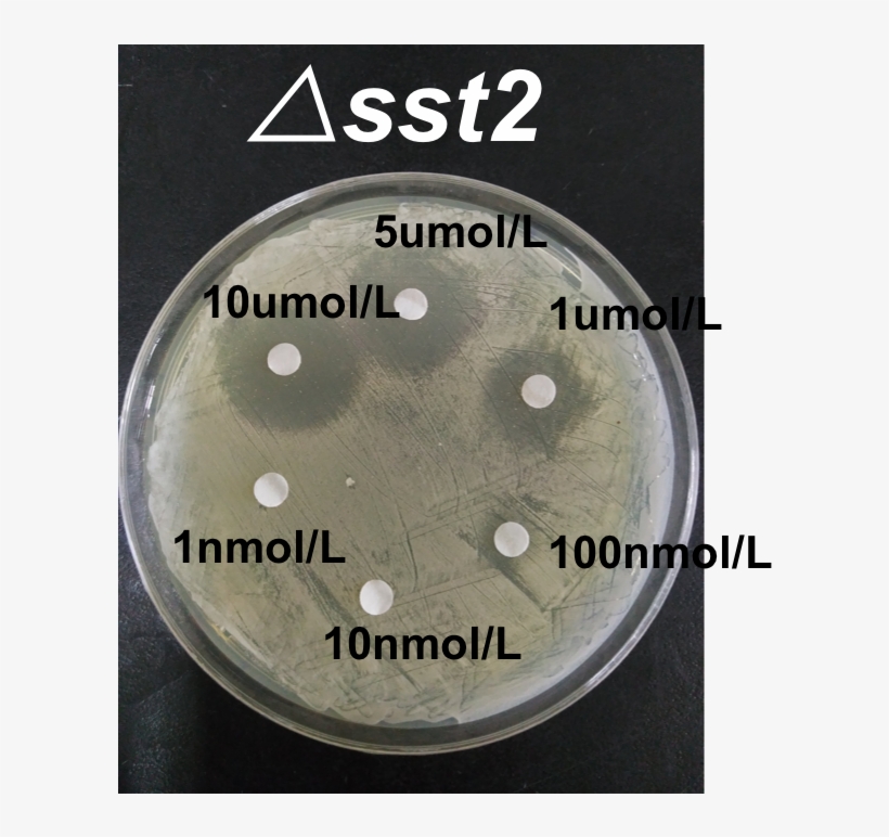 2 Inhibition Zone Of △sst2 Under Different Concentrations - Circle, transparent png #1613248