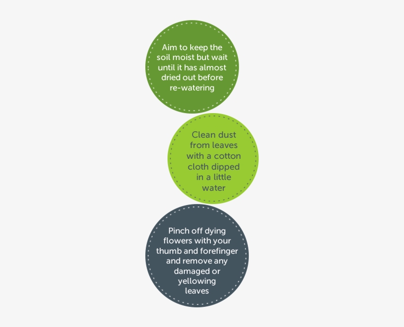 Top Tips For Indoor Plants - Facts About Plants In Office, transparent png #1613271
