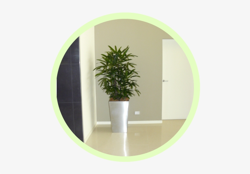 Indoor Plants Reduce All Types Of Urban Air Pollution - Drawing, transparent png #1613638