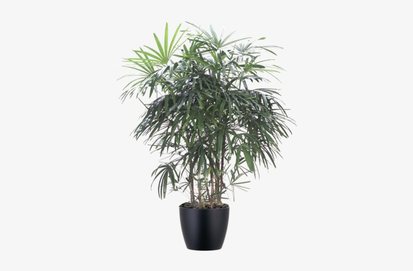 Rhapis Palm Interior Plant In Black Container - Lady Palm, transparent png #1613775