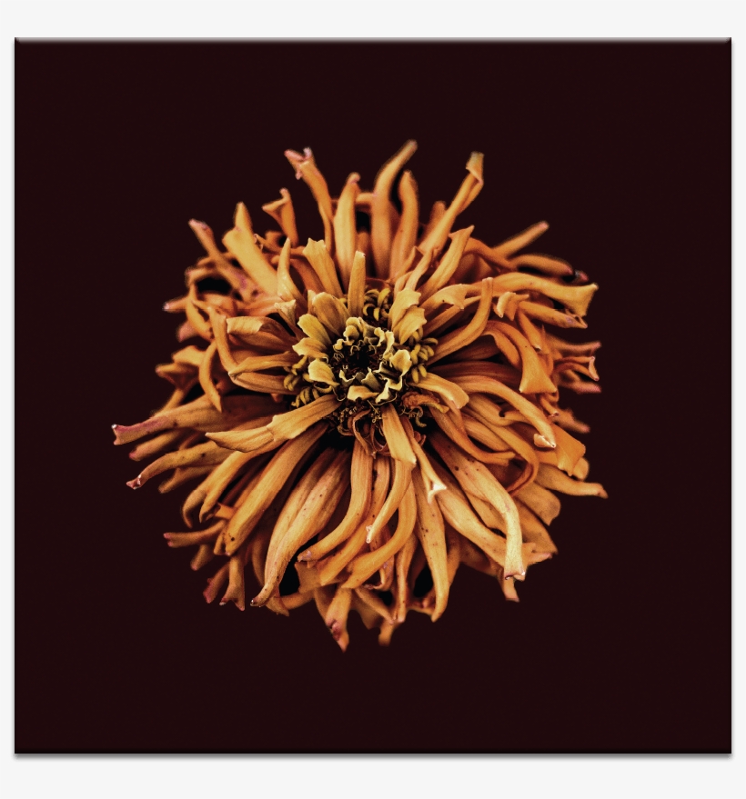 Tangled - Eternal Ep, transparent png #1614119