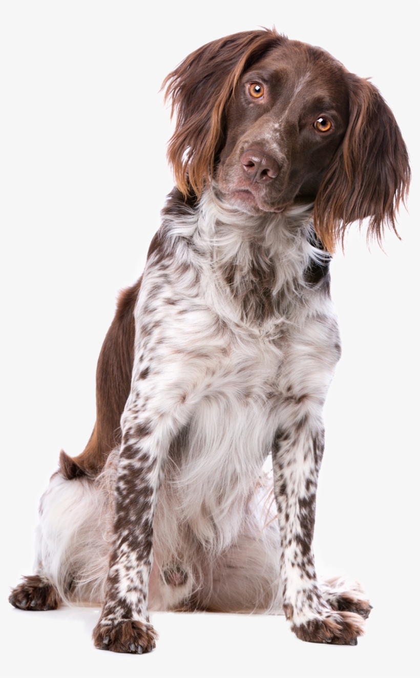 Frequently Asked Questions - Kleine Munsterlander, transparent png #1615688