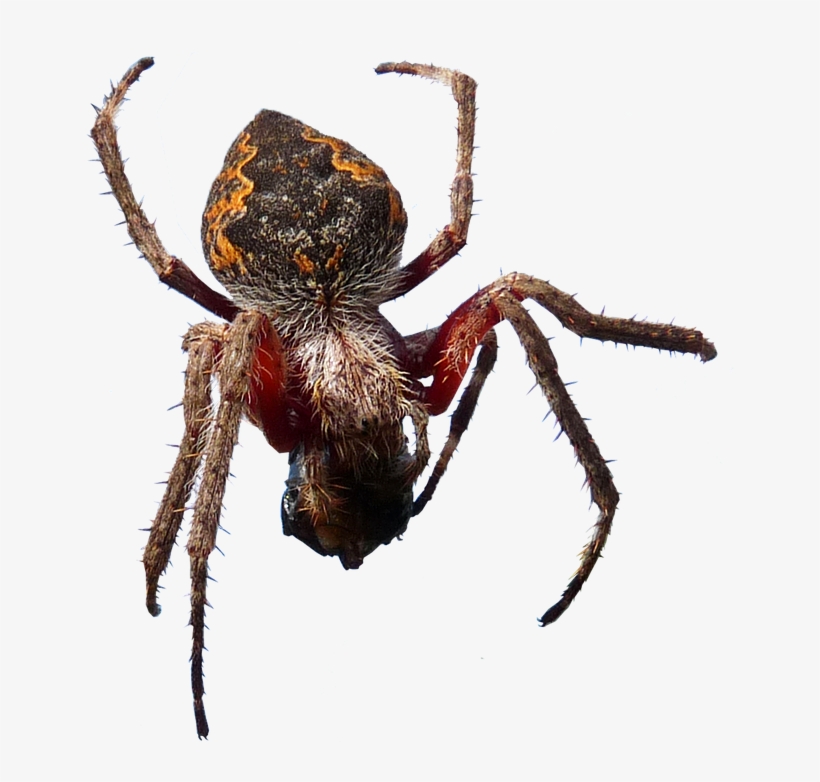 Spider, Insect, Arachnid, Creepy - Spider, transparent png #1615763