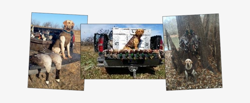 Cbl Oh Duck Dogs - Dog, transparent png #1616050