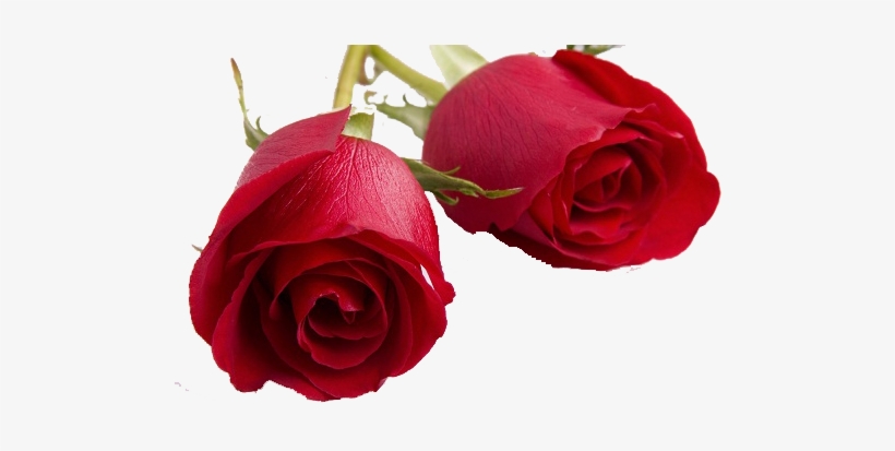 Valentines Day Roses Png Transparent Image - Goodnight My Special One, transparent png #1616813