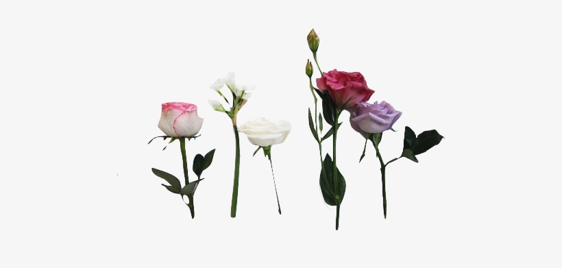 Request Flower Flowers Nature Rose Roses Png Transparent - Twenty One Pilots Pink, transparent png #1617056