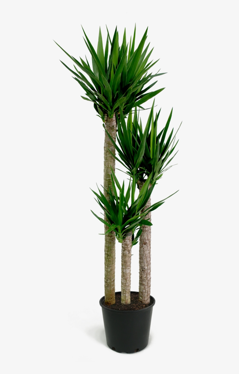 Yucca Cane Png, transparent png #1617267