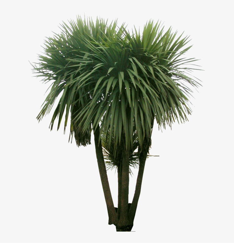 Png, Entourage, Photoshop, Images, Garden, Shrubs, - Sabal Palmetto, transparent png #1617340
